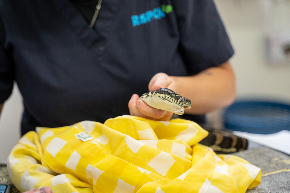 RSPCA Wildlife Vet caring for an injured snake